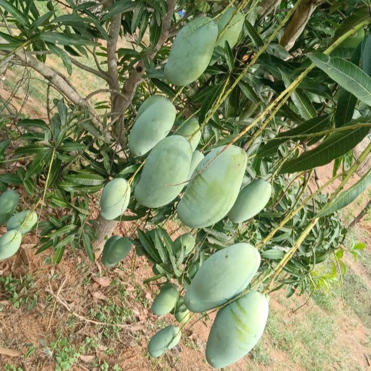 Imama Pasand Mango-3kg Box
