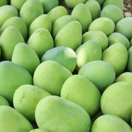 Banganapalli/ Benishan Mango -3kg Box
