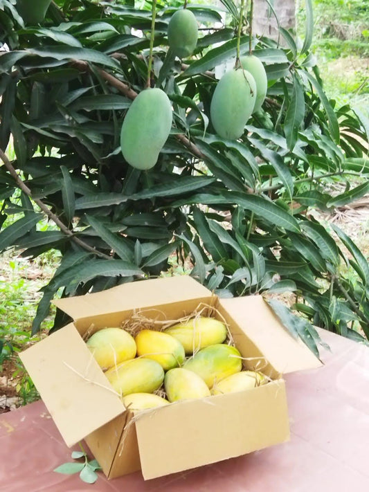 Imama Pasand Mango-3kg Box