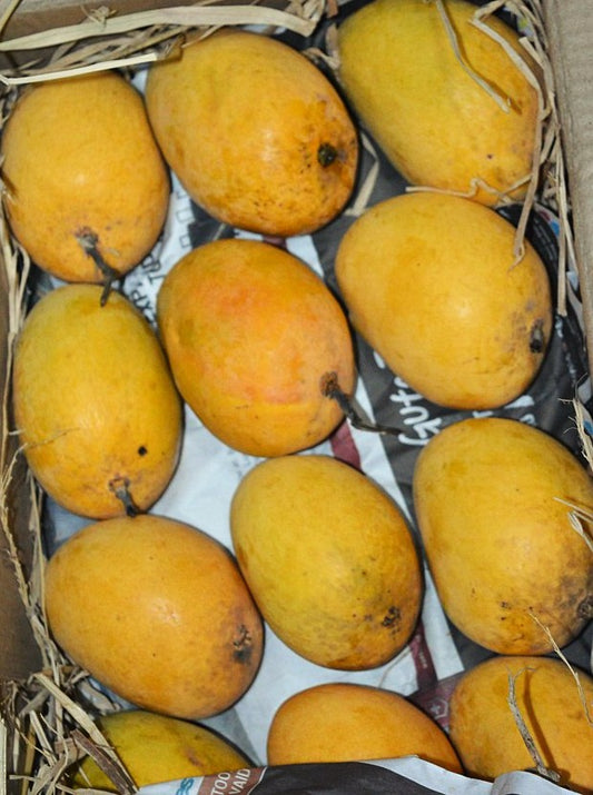 Ratnagiri Alphonso Farms Finest Quality -3kg Box